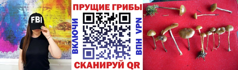 наркота  Черепаново  Псилоцибиновые грибы ЛСД 
